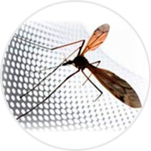 москитная сетка